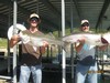 (09/12/2016) - Nice Striped Bass